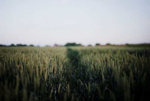 lyricalsycamore:  In a special world, where we belong. | Flickr – Compartilhamento de fotos! på We Heart It http://weheartit.com/entry/83801033/via/gabrielletoson 