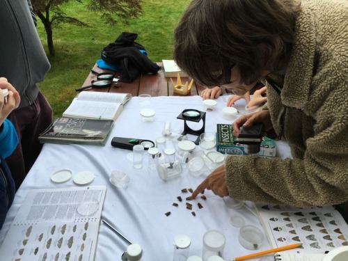 MOTHIFY PROJECT 2016 Woodcraft Group, Berkshire September 24th Post 5 of 6
We spent a long time just opening traps and looking at the moths, putting them in pots and identifying them, talking about them and showing them to each other.
Adults and...