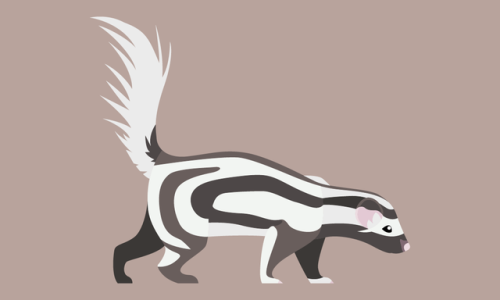 Spilogale pygmaea - Pygmy Spotted Skunk