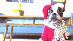 tastefullyoffensive:  Video: Santa Dog Rides a Roomba