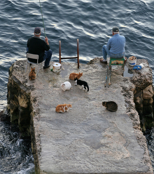 elorablue:Fisherman & Cats by zoonabar on Flickr.