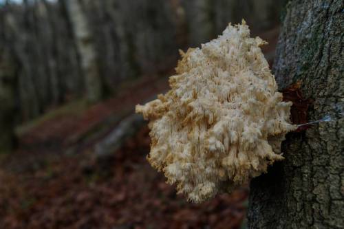 Koralpigsvamp Lat: Hericium coralloides Please help me collect your local name for this mushroom. In