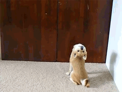 san-likes-ashitaka:  LET THE PUPPY/KITTY PARTY START 