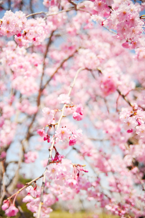 pitokki: Pink spring! ( by  Cik Kiah)