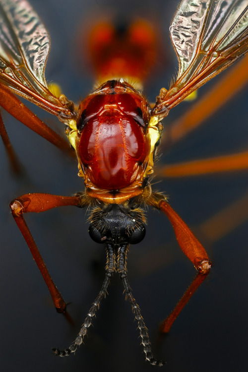 2014-06-17-10.09.06edit par Macroscopic SolutionsVia Flickr :Crane FlyDiffused light with: macroscop