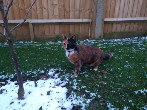 It Snowed Here Last Weekend (we Made Two Snowmen And A Snow Dalek) And Leia Discovered Snow For The First