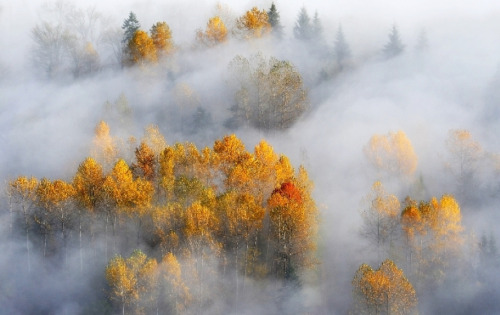 nubbsgalore:  an autumn fog moving through the forest. photos by (click pic) stefano baglioni, long bach nguyen, ivaylo ivanov, františek hanc, rafael kos, marin rak and paolo bolla