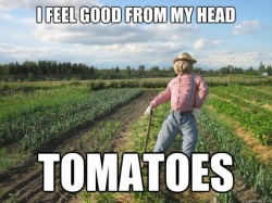 communistbakery:  gaskarths:  chrona:  helyon:  Only farmers understand these farmer meme  i dont get can someone please explain this to me wjat is a head tomato  looks like we’ve got ourselves a city slicker   