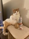 catasters: