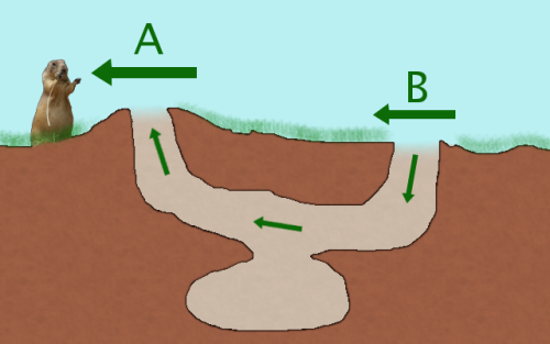 fuckyeahfluiddynamics: One challenge facing burrowing mammals is ensuring sufficient oxygen within t