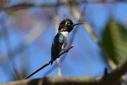 The bee hummingbird (Mellisuga  helenae)