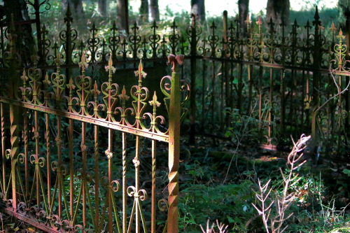 yoda-ii:The old evangelical cemetery on the island of Karsibór (Poland)           17