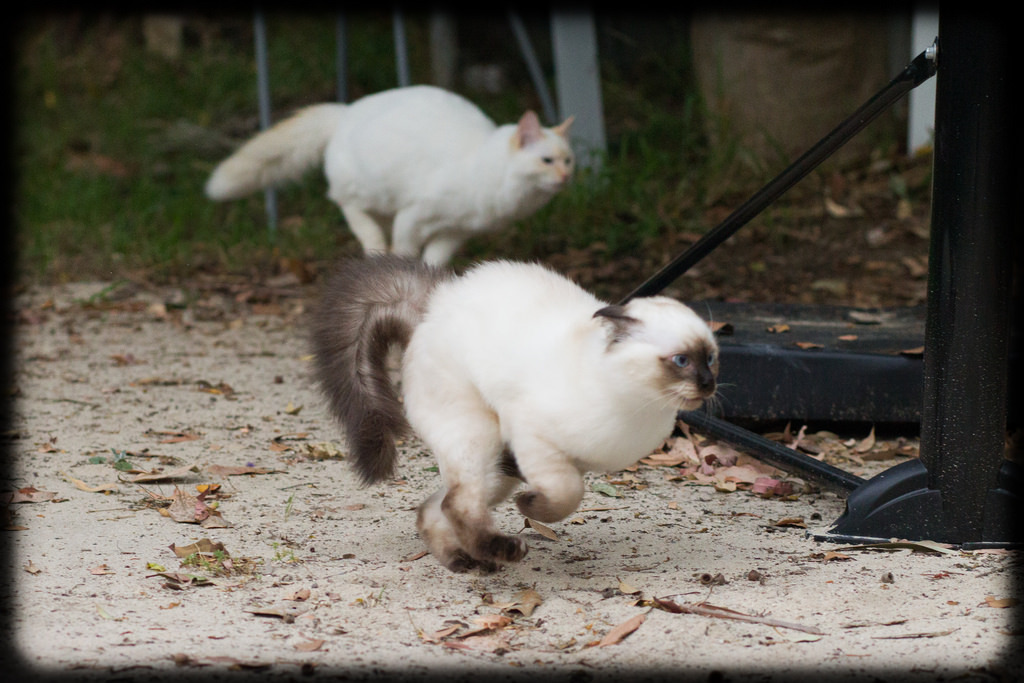 allyspock:  catsbeaversandducks:  Fun in the Yard with Milo and Diesel Photos and