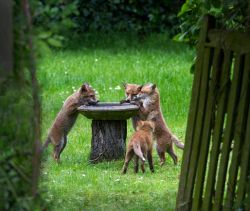 pagewoman:    Fox cubs at the bird bath,