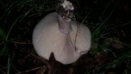 London, UK, January 2022Field blewit (Lepista saeva)Gorgeous little specimen - one of 5 or 6 that I 