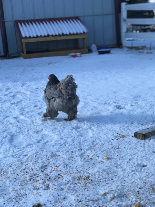 cluckyeschickens - mychickens - Shirley ain’t afraid of no...