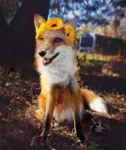 everythingfox:  Pretty foxy :)