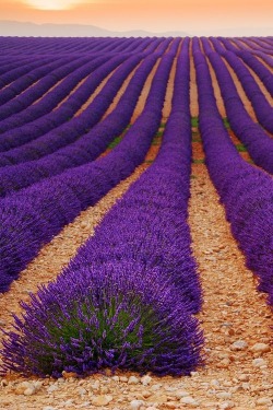 audreylovesparis:  Lavender Field, Provence, France