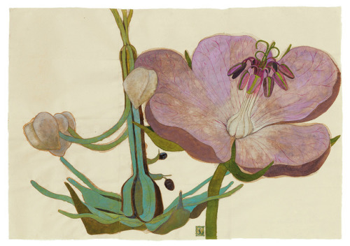 Sarah Graham Taraxacum and Solanum, Ink on paper, 2016 - 47 x 70.4 inches (119.5 x 179 cm)Nesse