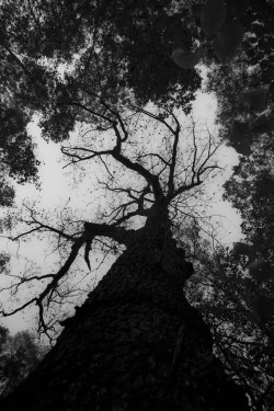 phillip-partin:  Black Oak.