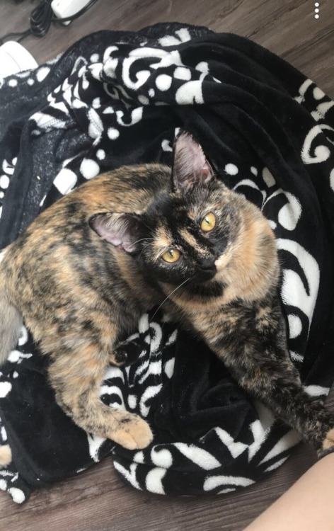 coolcatgroup: halloweenthecat: She could be the model type~ @mostlycatsmostly