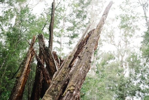 Tahune forest magic.March, 2018.