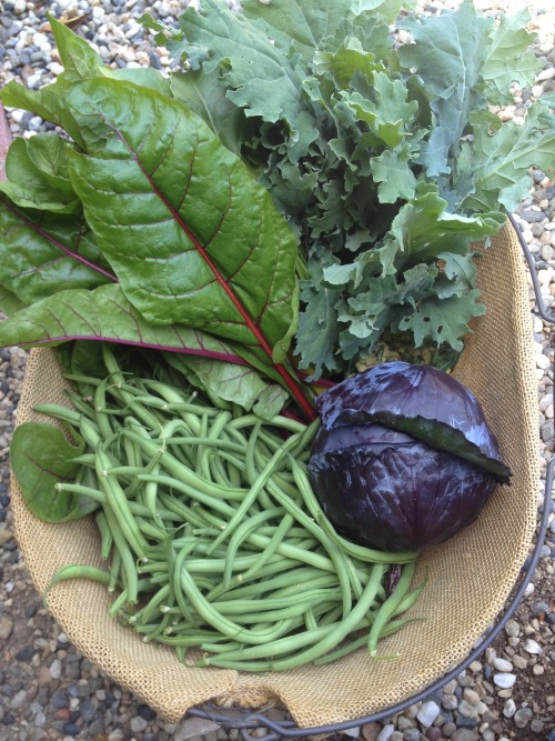 ediblegardensla:Last of the winter, first of the summer harvest.