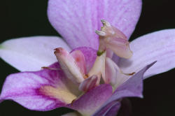 shibuffalo:  Hymenopus coronatus orchid mantis,