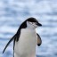 the-curious-penguin-blog