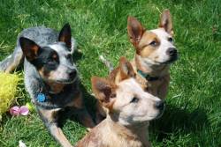 candidcanines:  Fran, Cleo, and Monroe had a fun Easter! Monroe came from the same breeder in 2012. The family was so impressed with their blue heeler that they decided to get another. They fell in love with Cleo, but found out that she was deaf so they