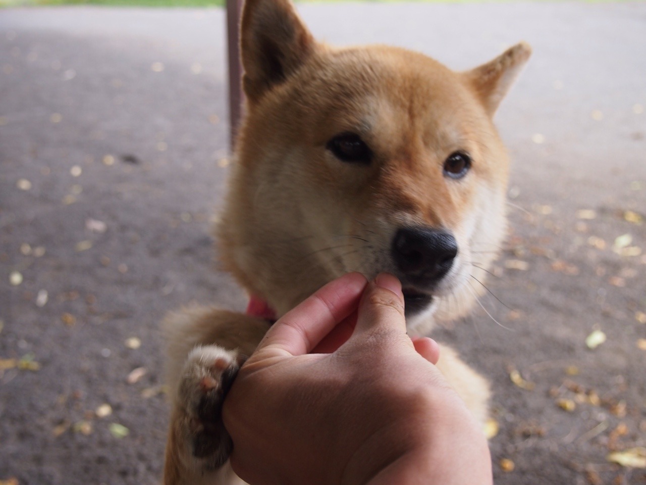 shibainu-komugi:  今日の柴犬の小麦さん #shiba #dog #komugi #柴犬