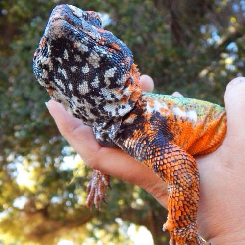 drowning-in-wonderland:Moroccan UromastyxUromastyx NigriventrisA spiny tailed lizard that comes from