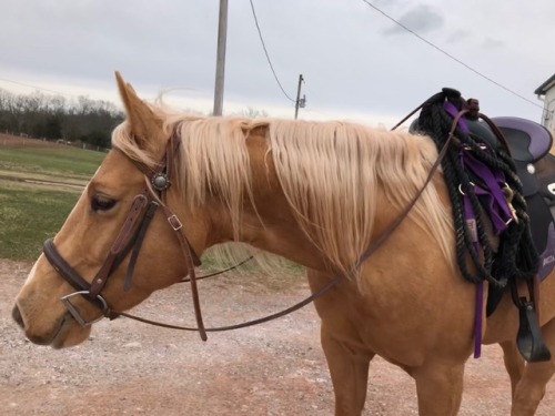 trail-horse: She’s officially hit the “terrible twos” (at 4) but GOD it feels good
