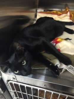 whatisthisidont-even:  animalcops:    Bruin was outside and got struck by a car. He somehow crawled back to the house from the road with his pelvis not even connected to his spine any longer. Bruin can’t heal with rest and needs surgery as his pelvis