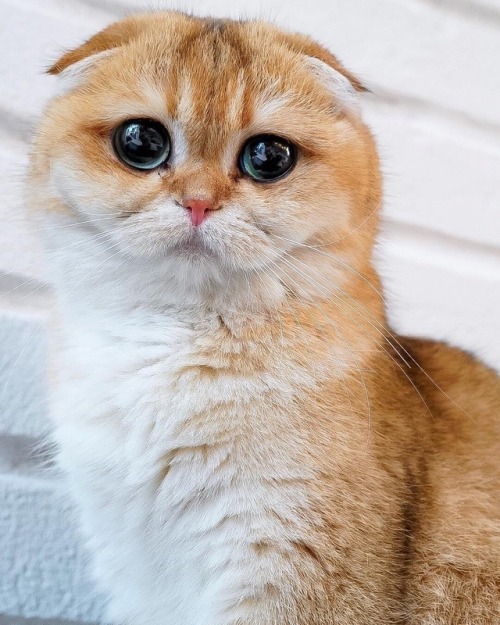 friendly-animals: (Source) 小猫咪qaqqqqq吸一口续命莫名hc（bushi