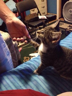 awwww-cute:  I reached my hand out with the intention of petting her, and what I got was the most adorable handshake I’ve ever received 