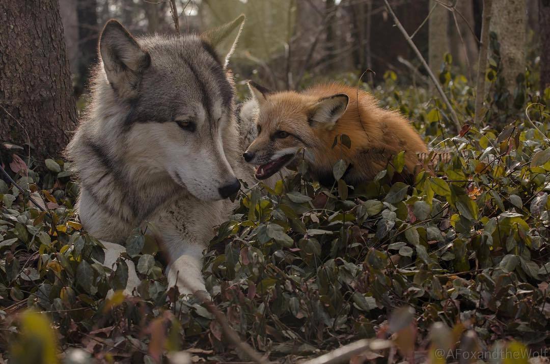 everythingfox: Wild good boys :D &lt;3