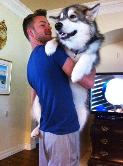 kingomd:  awesome-picz:  Dogs Who Don’t Understand How BIG They Are  Legendary pokemon