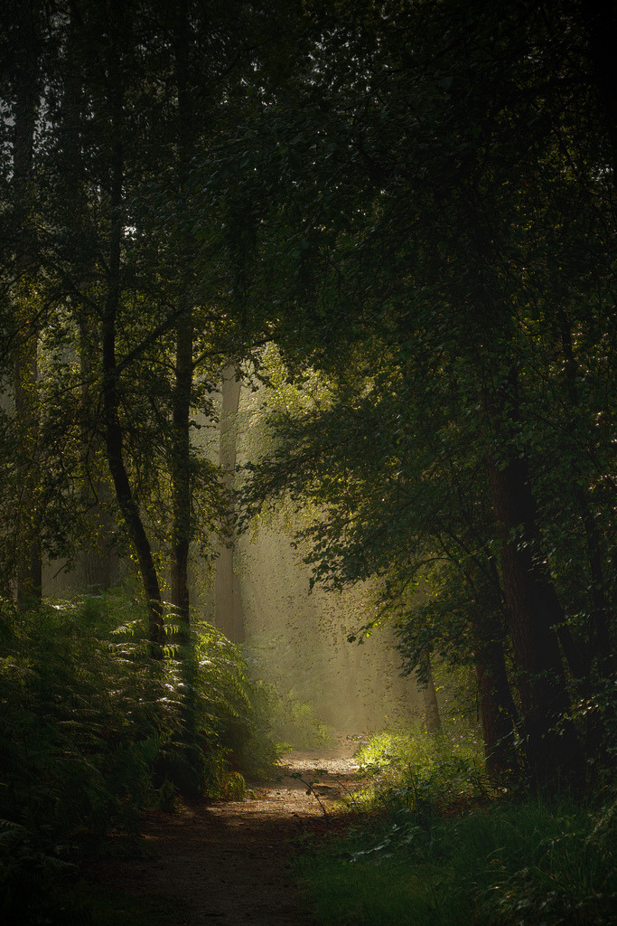 4nimalparty:  forrest walk (by dewollewei)