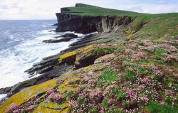 Pagewoman:  Noss National Nature Reserve, Isle Of Noss, Bressay, Shetland, Scotland