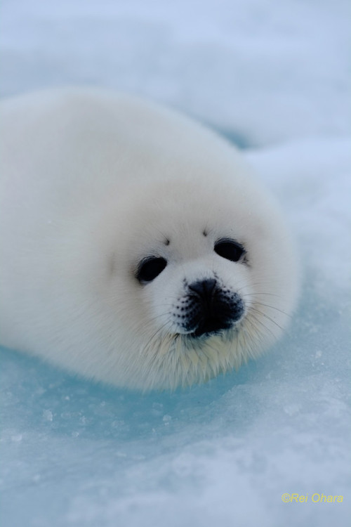 baby harp seal