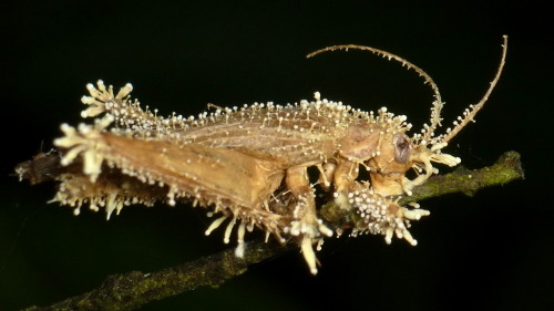 Deceased insects infected with entomopathogenic fungus, Ecuador.An entomopathogenic fungus is a fung