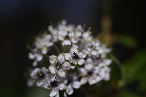 kartoffele:Nature photography by me © kartoffele​