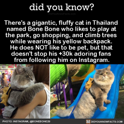 did-you-know:  There’s a gigantic, fluffy