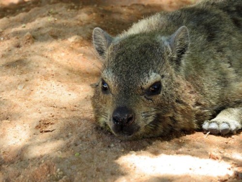 The Rock Hyrax, Also Called Dassie, Cape Hyrax, Rock Rabbit, And (in The King James Bible) Coney, Is