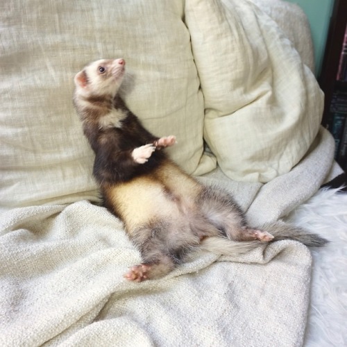 the-book-ferret: floof