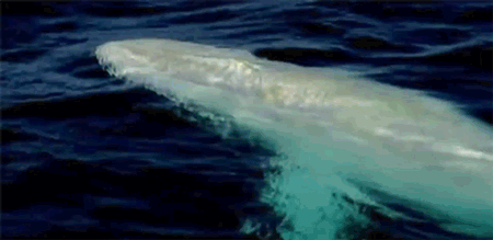 huffingtonpost:  This very rare all-white humpback seriously looks like a ghost.