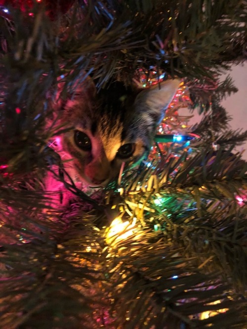 It’s Eleven’s first Christmas, and she loves the tree. ❤️(submitted by @doyoulikethati)