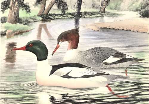 A Merganser FeathursdayAll three species of these cylindrical-hooked-billed, saw-toothed Anatid