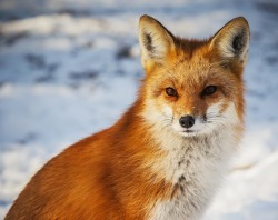 beautiful-wildlife:  Fox Portrait by Thibaut